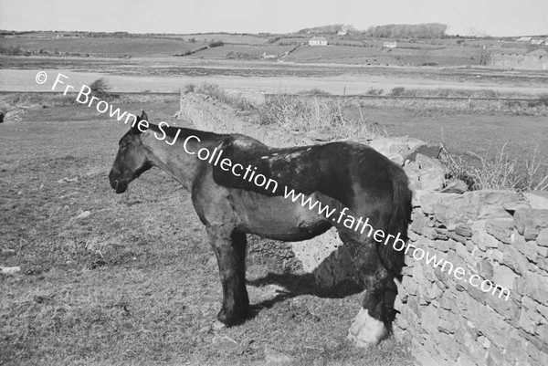 INIS CATHAIGH  DONKEY